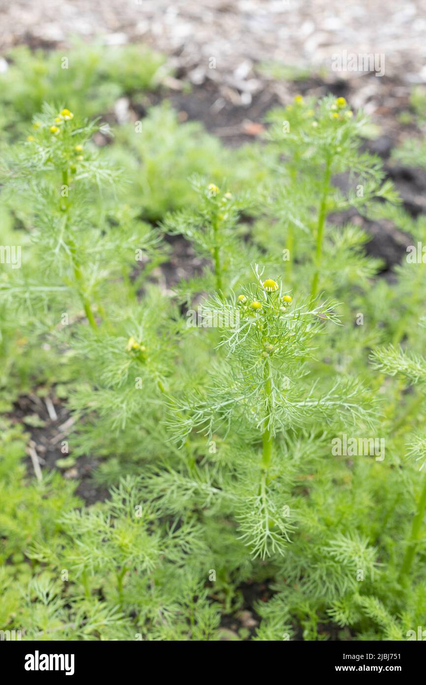 Matricaria chamomilla - German chamomile. Stock Photo