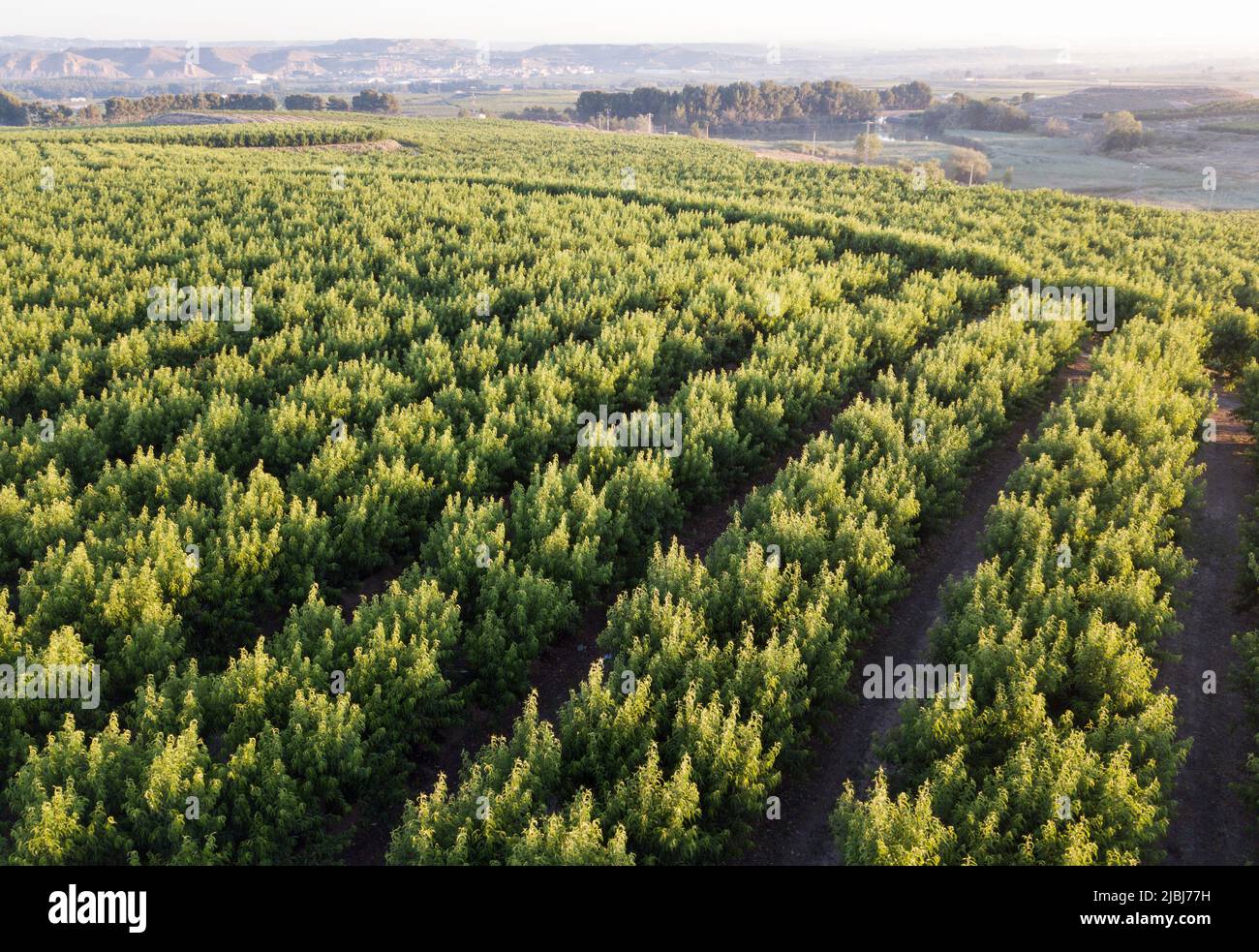 Aerial view peach orchard hi-res stock photography and images - Alamy