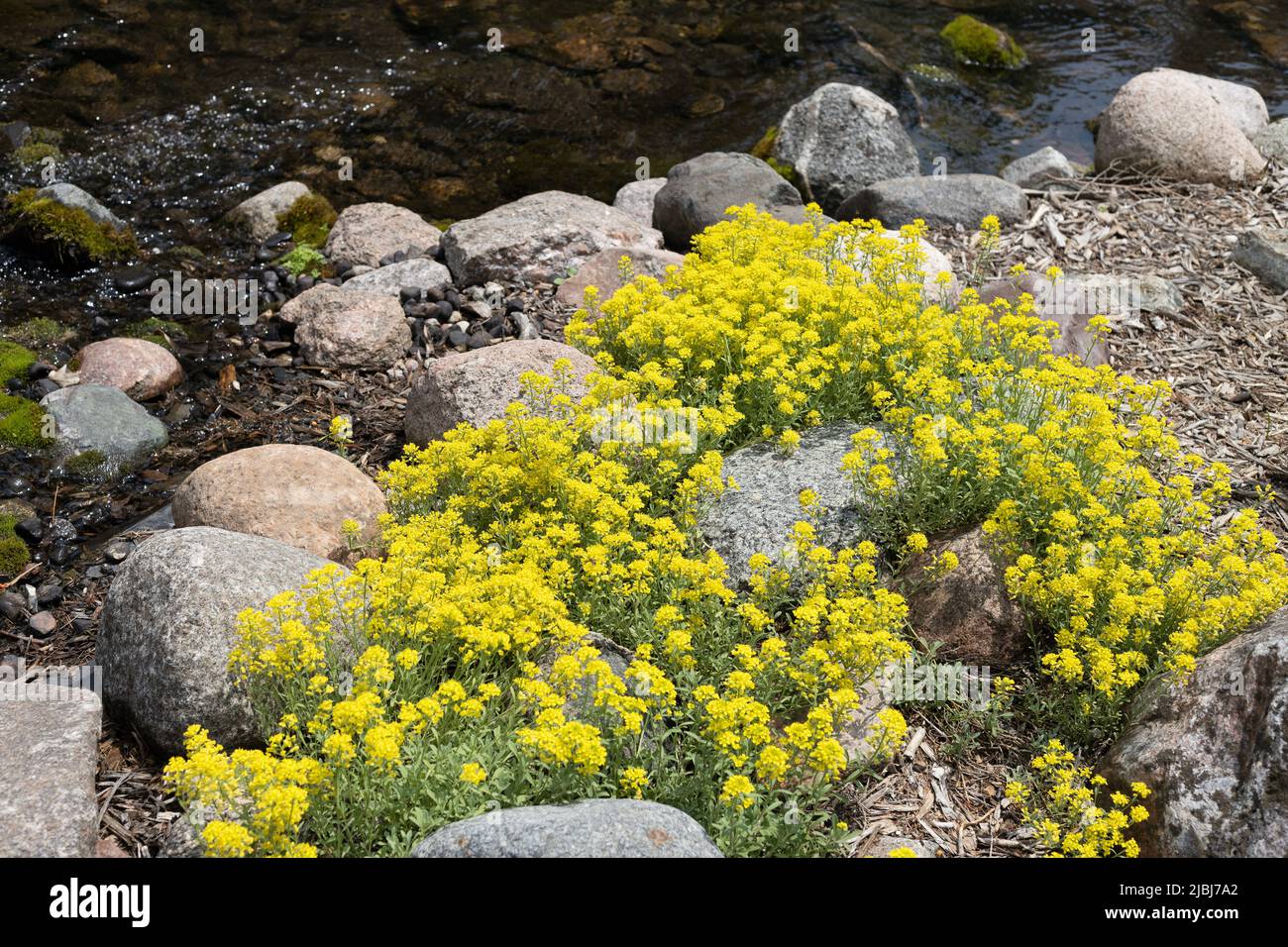 Aurinia saxatilis 'basket of gold' growing along the rocky shore of a stream. Stock Photo