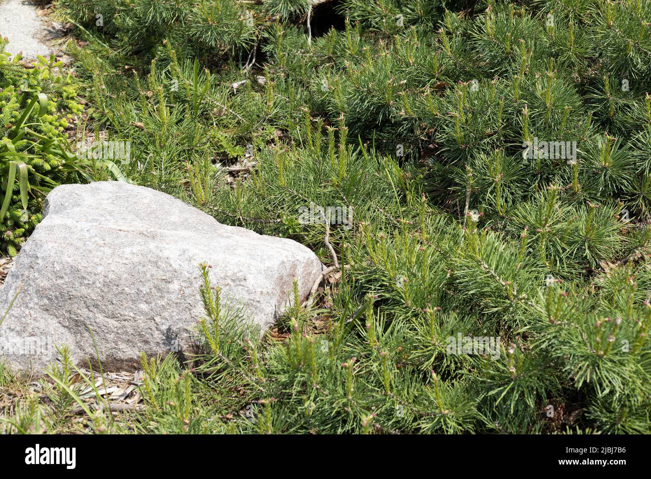 Pinus sylvestris 'hillside creeper' Scots pine. Stock Photo