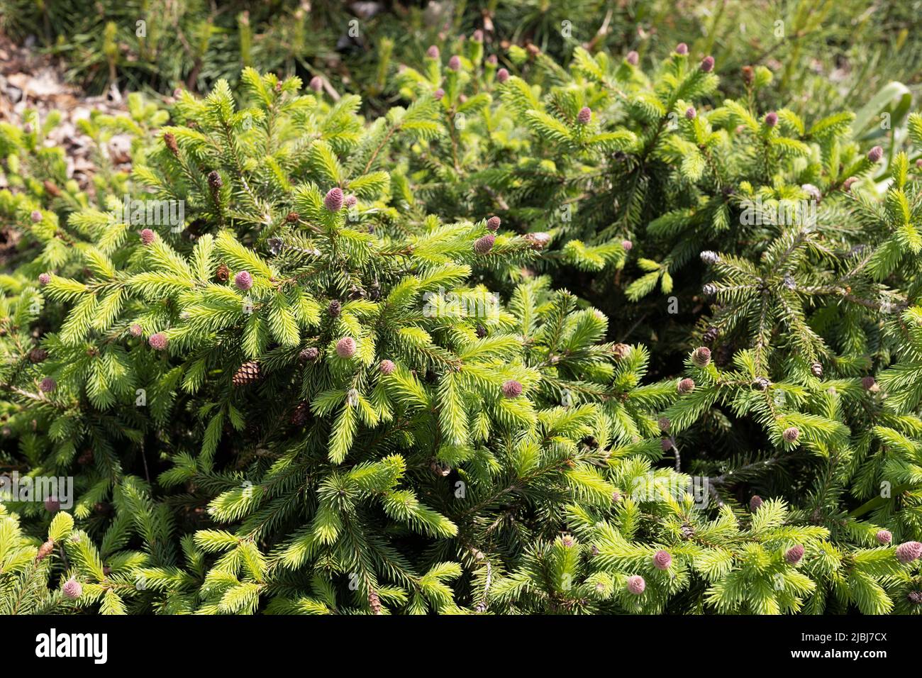 Picea abies 'Pusch' Norway spruce. Stock Photo