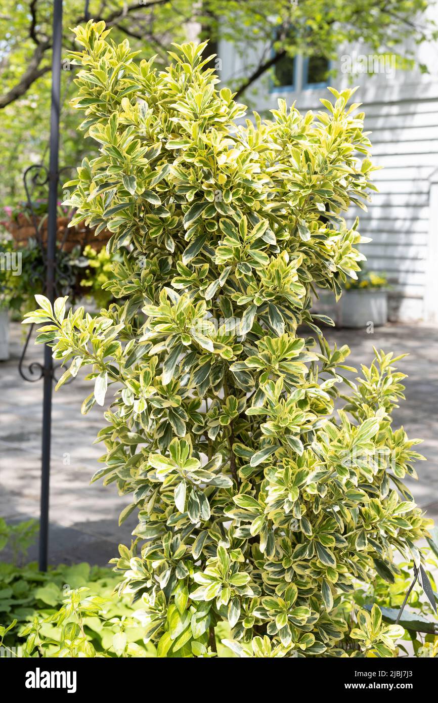 Euonymus japonicus 'chollipo' shrub. Stock Photo