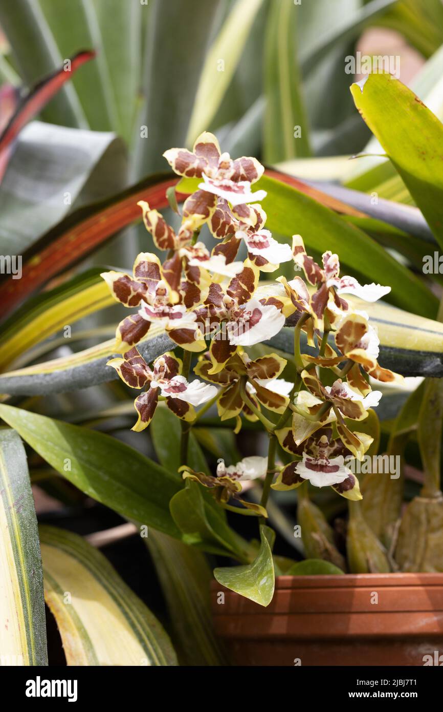 Colmanara jungle monarch orchid hires stock photography and images Alamy