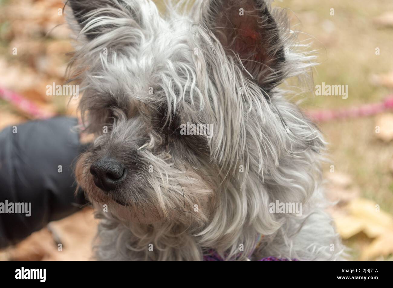 foreground of small dog Stock Photo