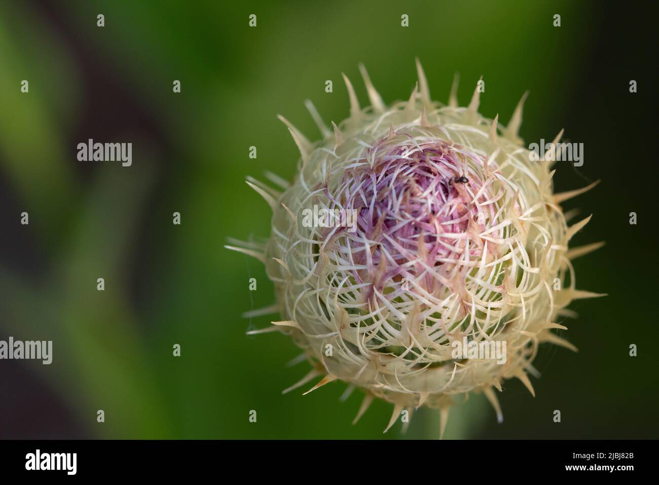 Native american wildflowers hi-res stock photography and images - Alamy
