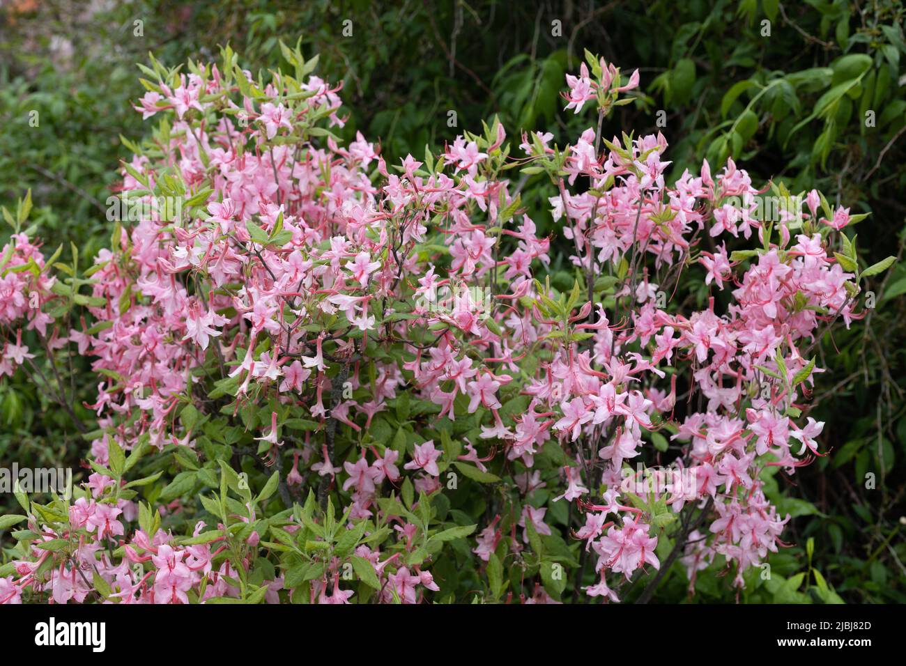 Rhododendron prinophyllum - roseshell azalea. Stock Photo