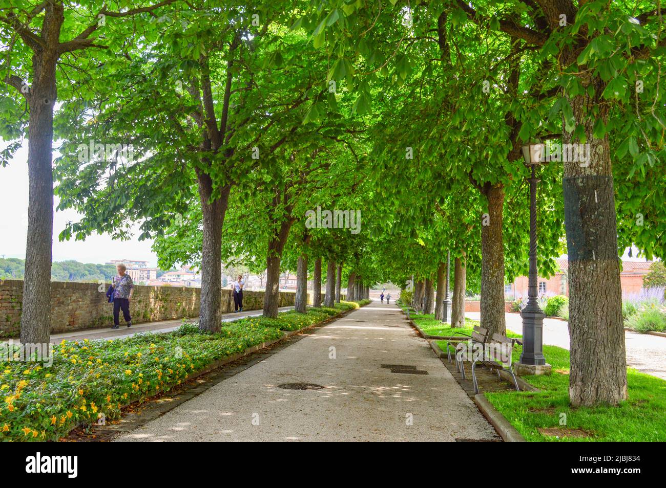 street with tunnel of trees in sienna Stock Photo