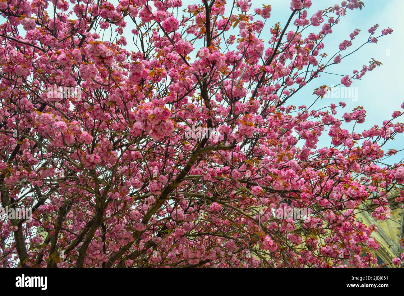 tree with pink flowers Stock Photo