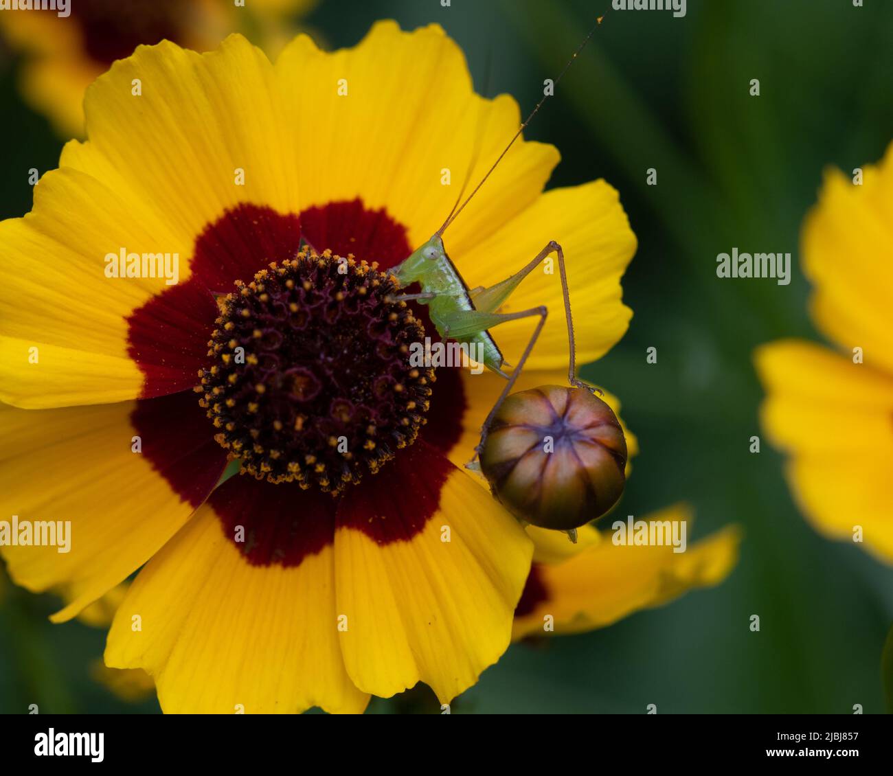 Texas yellow wildflowers hi-res stock photography and images - Alamy