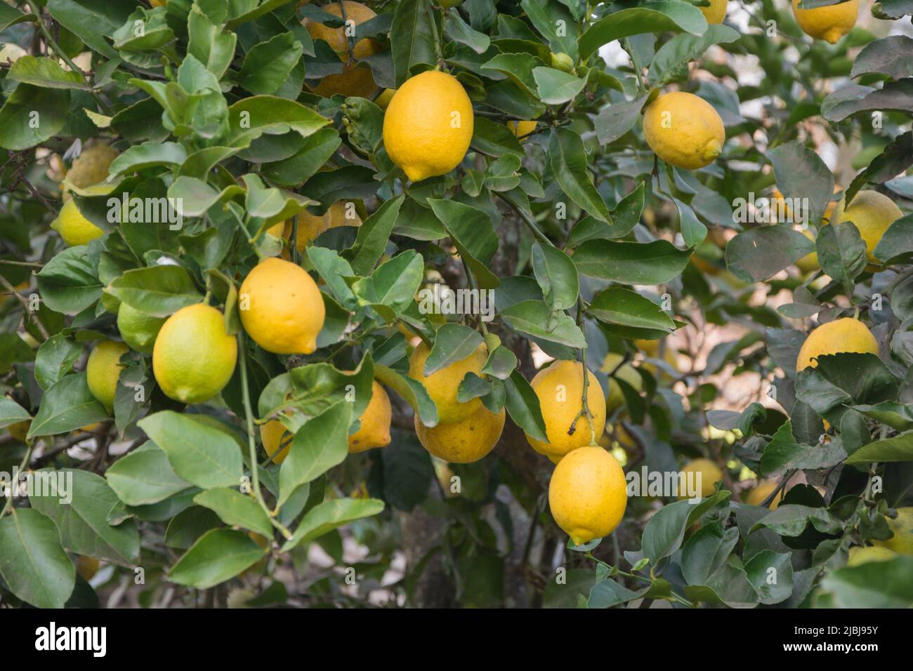 Ripe lemons on the lemon tree among the leaves and foliage Stock Photo ...