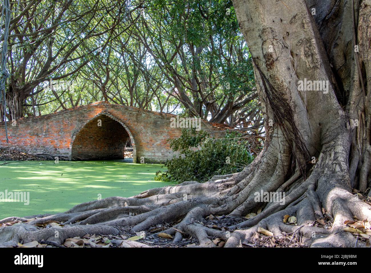 Old brick bridge with massive tree roots on the shore Stock Photo - Alamy