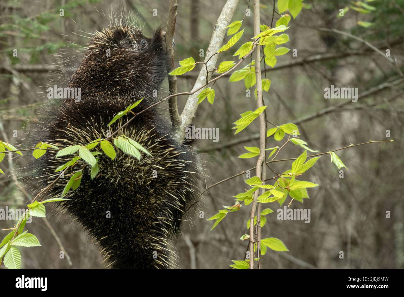 Porcupine enjoying lunch on a small tree Stock Photo