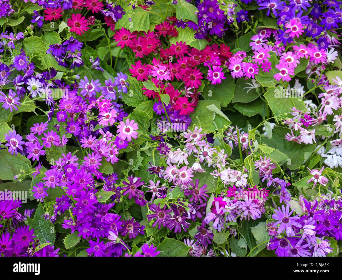 A group of flowers in my garden Stock Photo Alamy