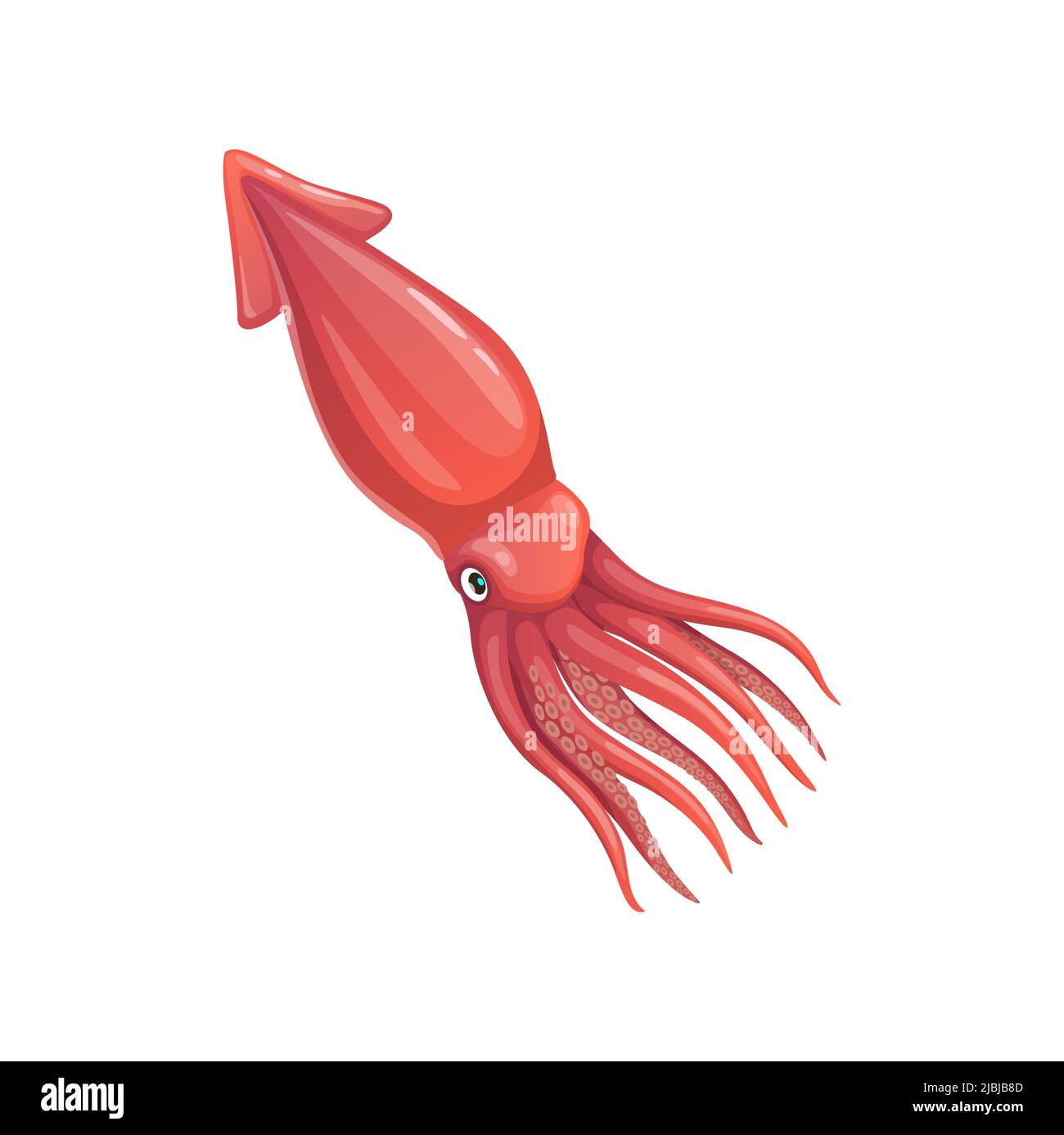 Cartoon squid vector calamari mollusk, underwater animal. Sea creature,  invertebrate marine fauna inhabitant with pink skin and tentacles, isolated  water life Stock Vector Image & Art - Alamy