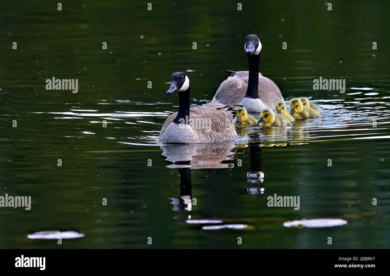 A Canada Goose family (Branta canadensis); has their goslings out for a swim in Maxwell Lake in rural Alberta Canada. Stock Photo