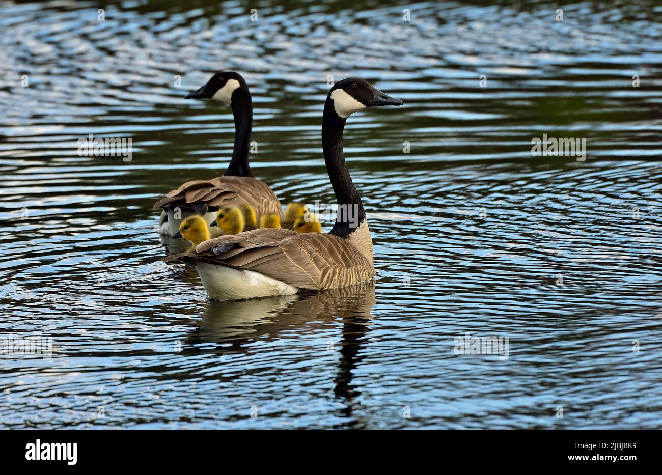 A Canada Goose family (Branta canadensis); has thier goslings out for a swim in Maxwell Lake in rural Alberta Canada. Stock Photo