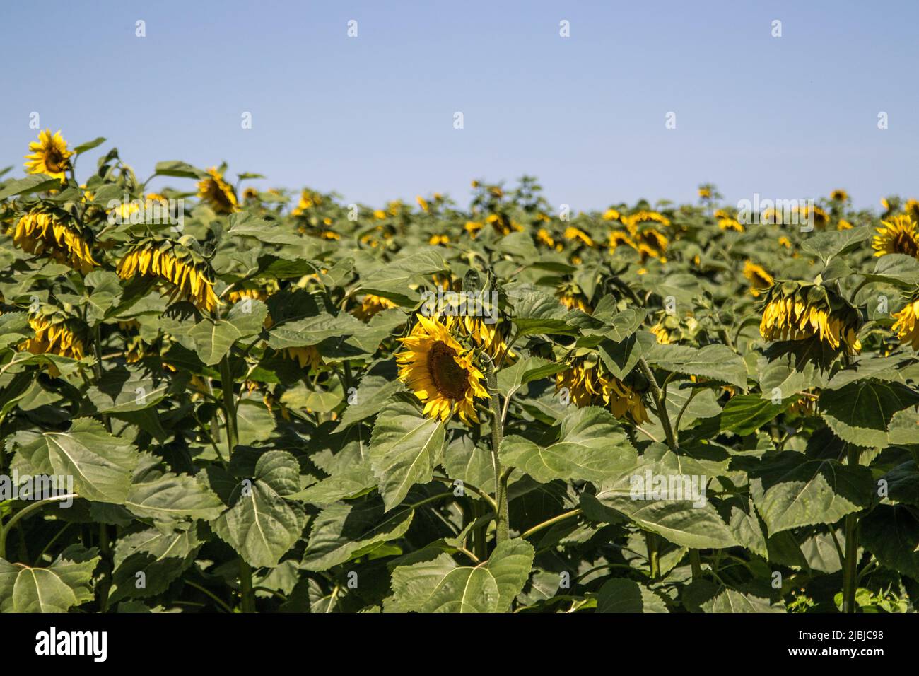 Nakuru, Kenya. 05th June, 2022. Sunflower growing at a farm in Nakuru