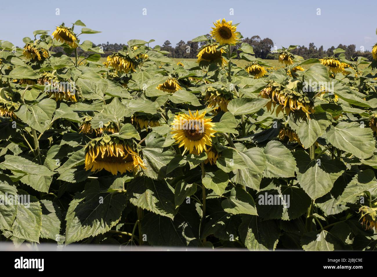 Nakuru, Kenya. 05th June, 2022. Sunflower growing at a farm in Nakuru