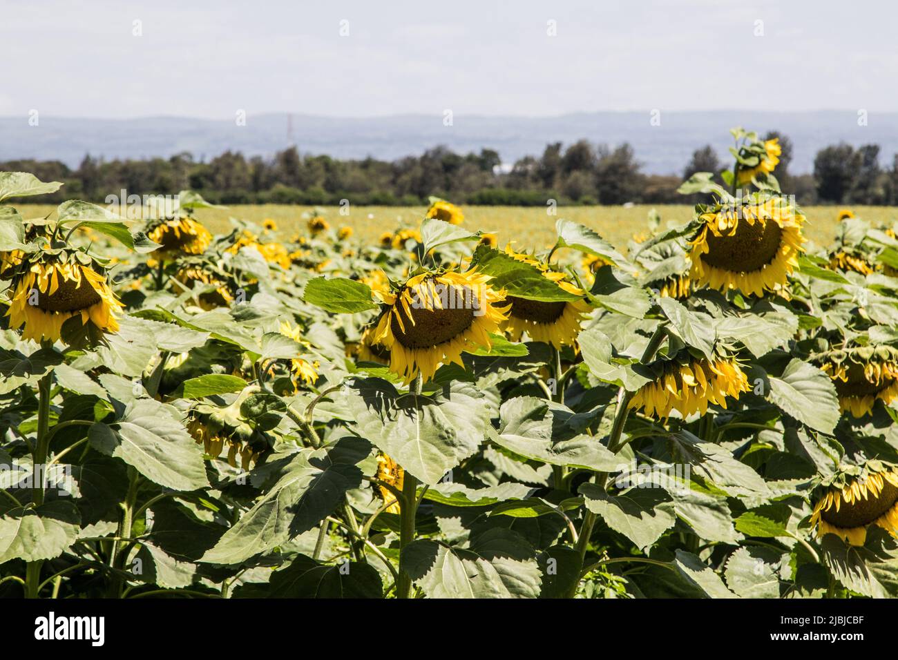 Nakuru, Kenya. 05th June, 2022. Sunflower growing at a farm in Nakuru