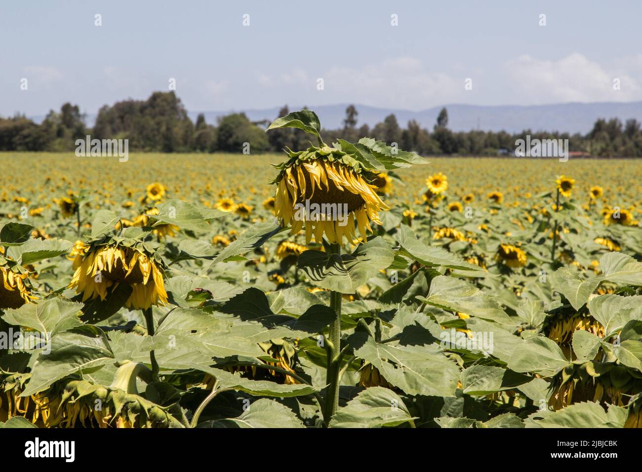 Nakuru, Kenya. 05th June, 2022. Sunflower growing at a farm in Nakuru