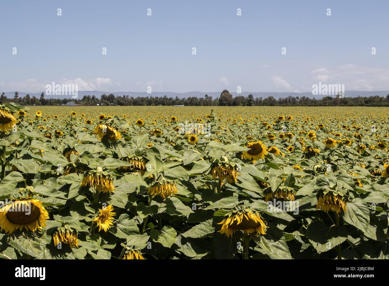 Nakuru, Kenya. 05th June, 2022. Sunflower growing at a farm in Nakuru