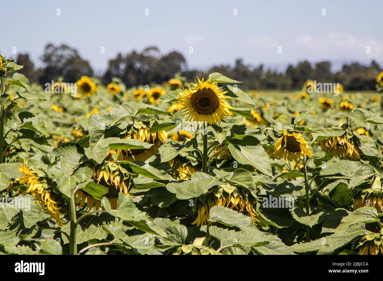 Sunflower growing at a farm in Nakuru. The cost of cooking oil has been