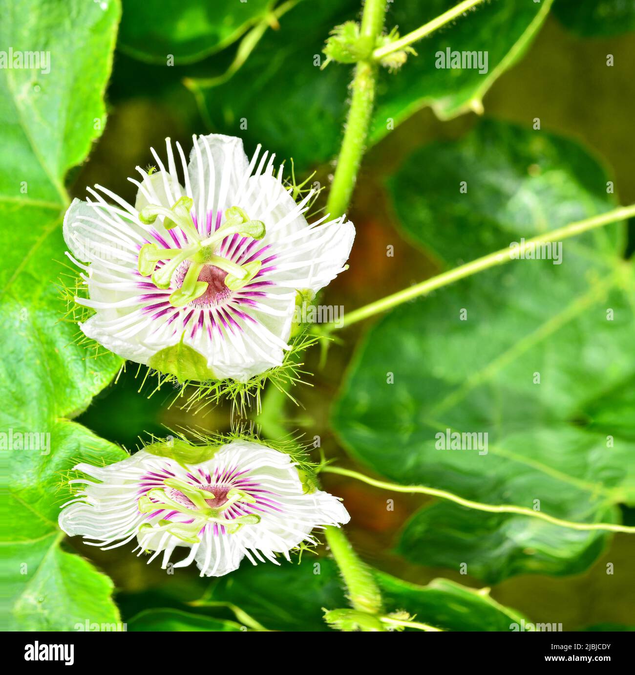Scarletfruit passionflower blooming in garden with reflect Stock Photo