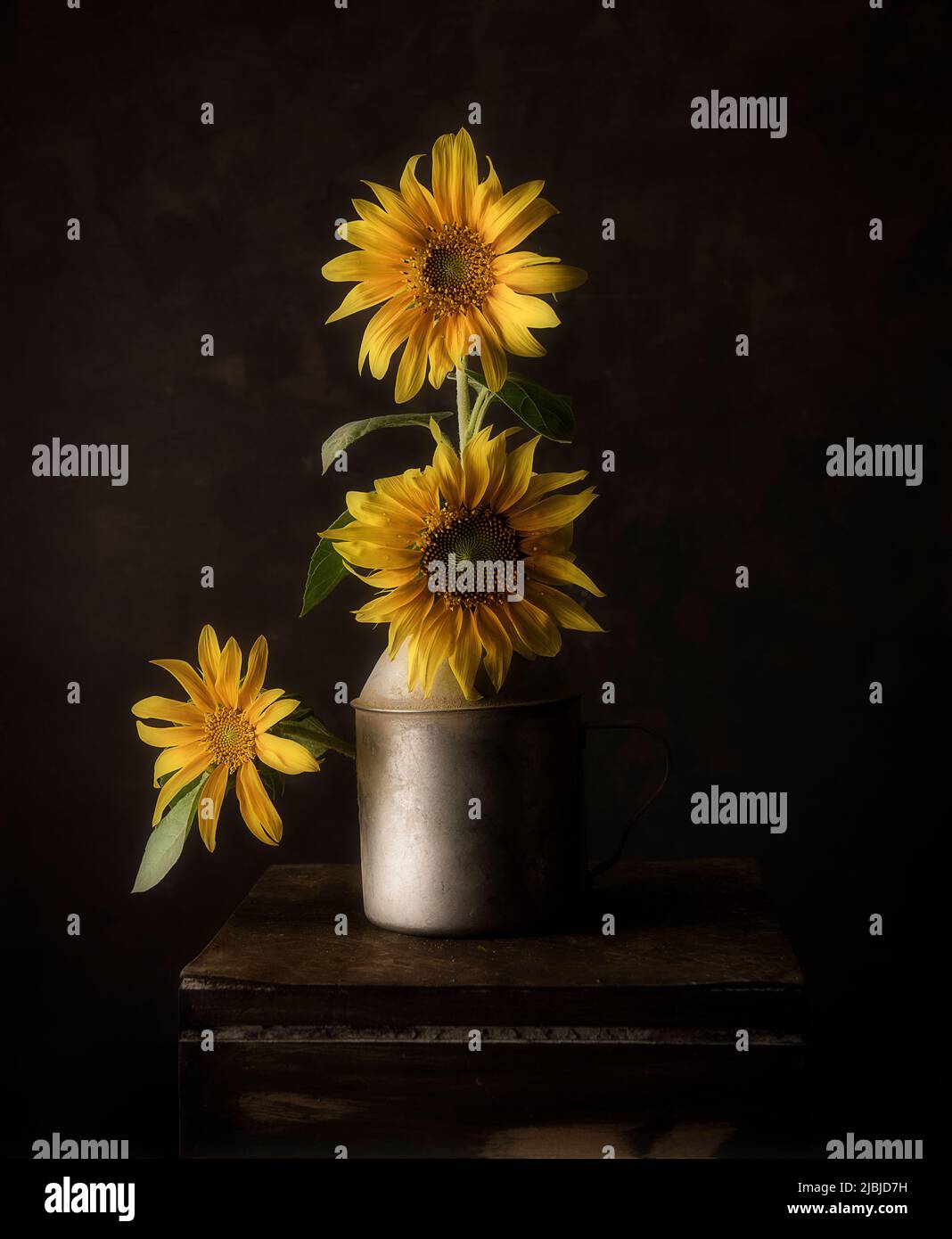 sunflower still life photography with old cun  ont top of samll wooden table Stock Photo