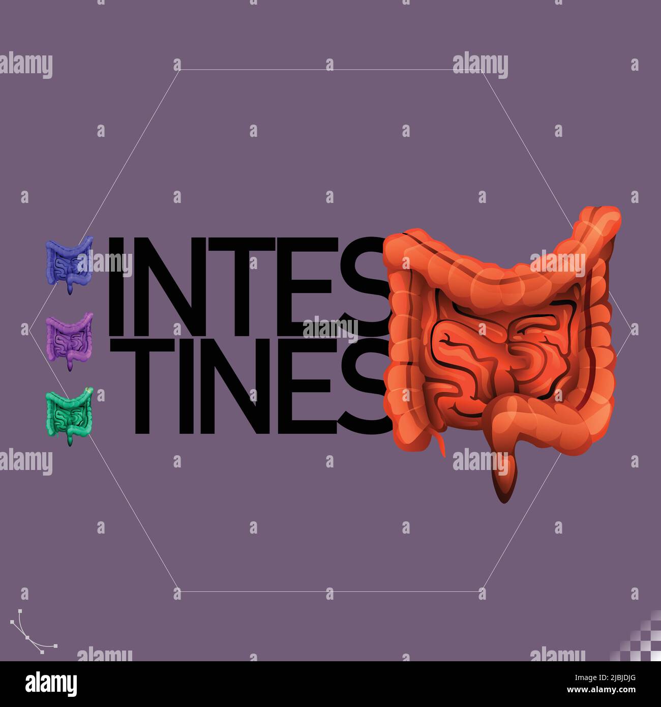 Modern beautiful stylized monotone human intestines organ symbols and icons - part of a set Stock Vector