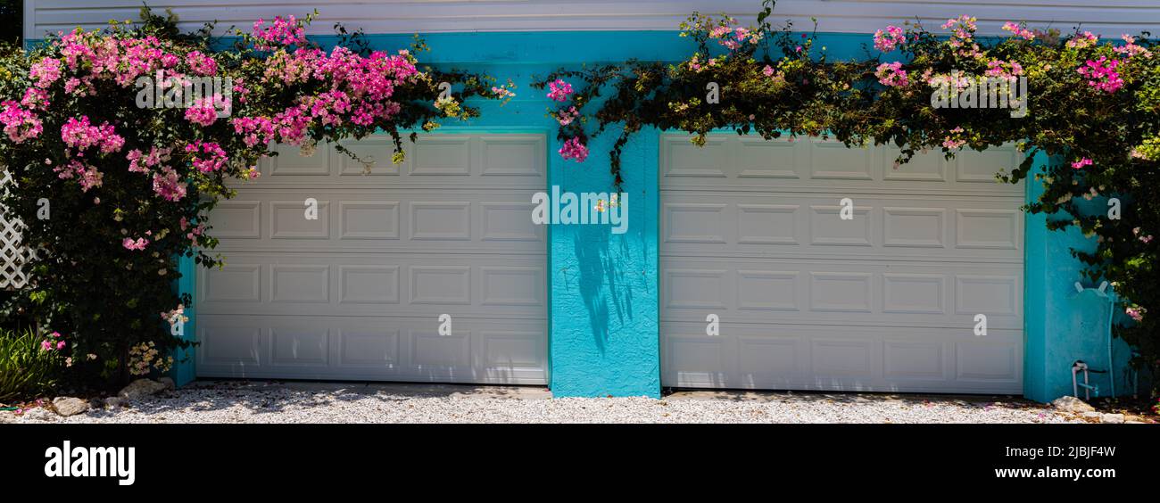 Pink Bougainvillea Flowers on Turquoise Walls, Captiva Island, Florida, USA Stock Photo