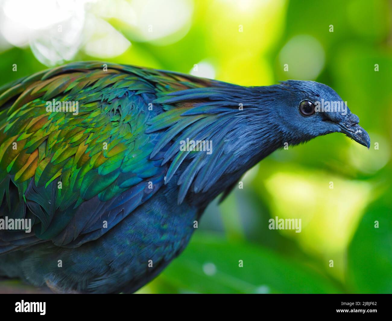Inquisitive intrigued Nicobar Pigeon with extraordinary bright shimmering plumage. Stock Photo