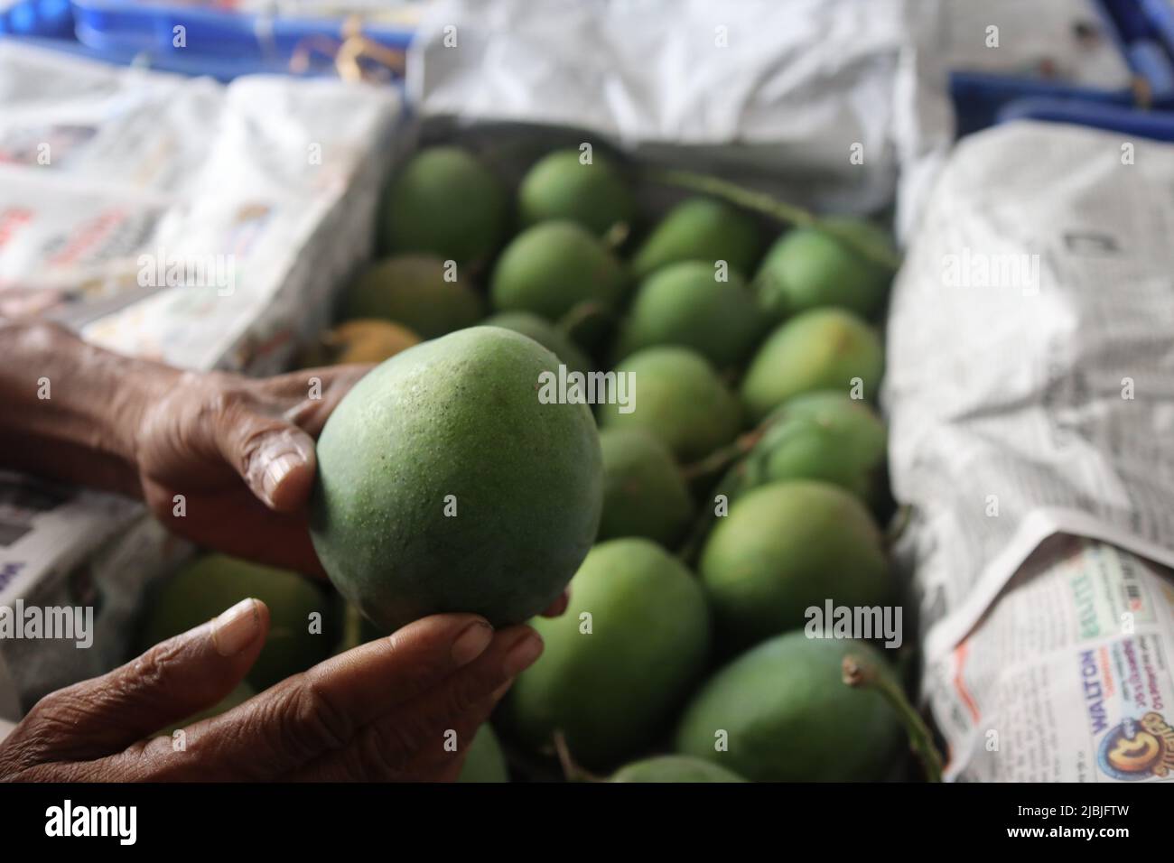 The mango is one of the popular fruits in Bangladesh. Due to its global popularity, the country also exporting mango to the global market. Stock Photo