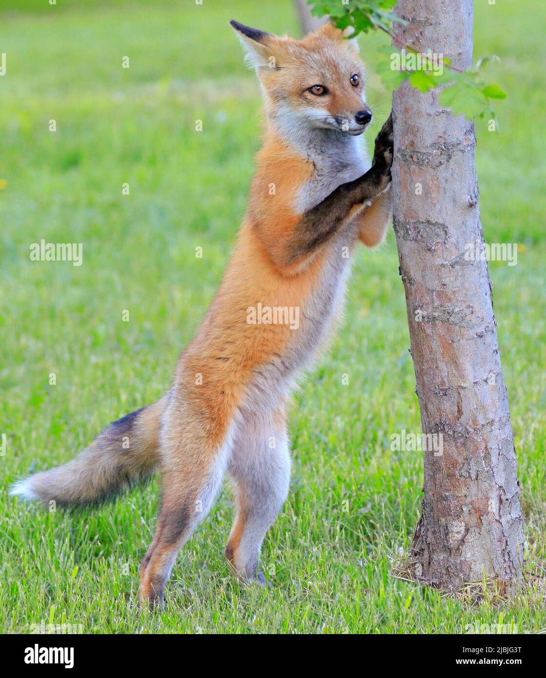 Young red fox playing with a tree on green background Stock Photo