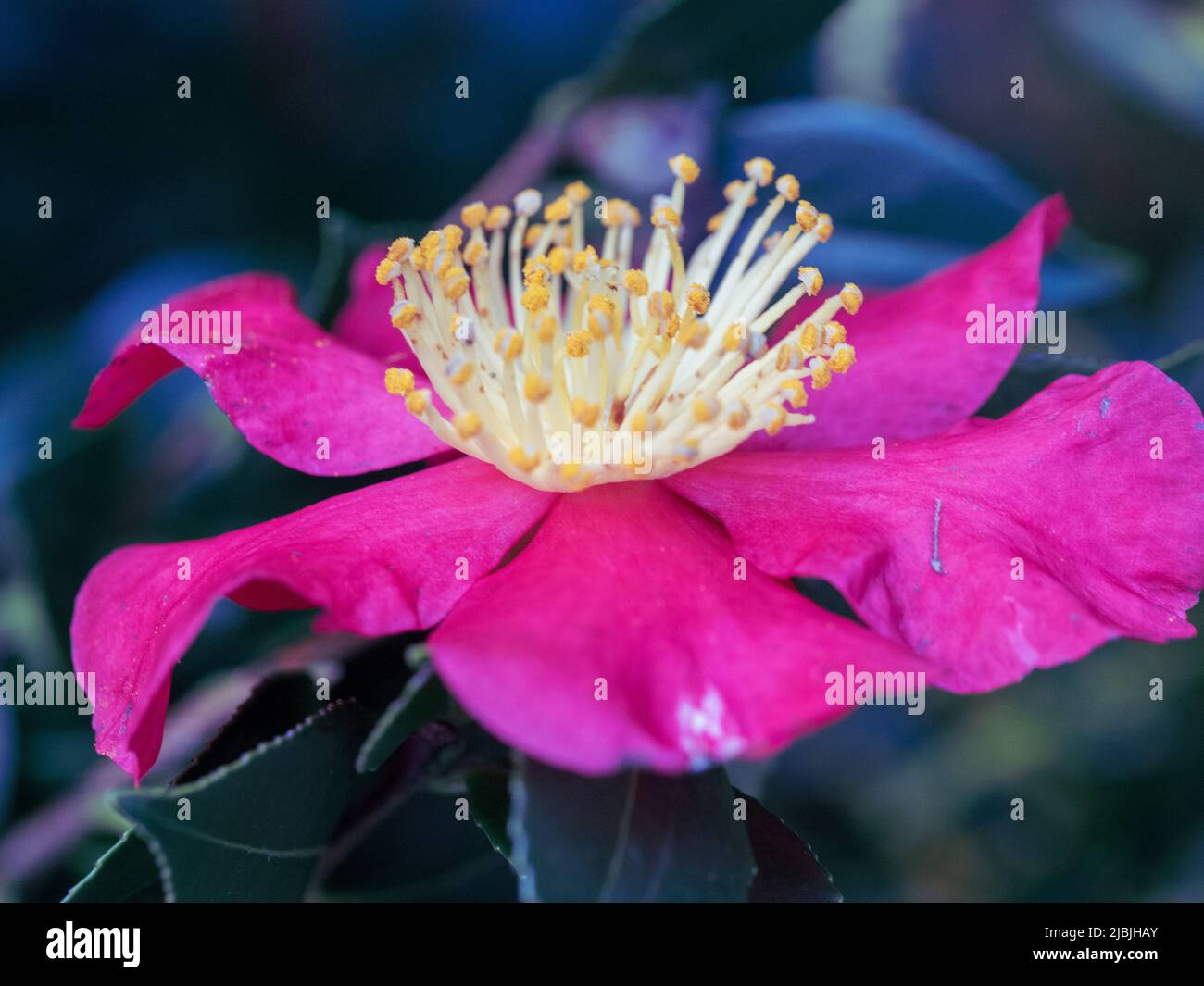 Growing camellias hires stock photography and images Alamy