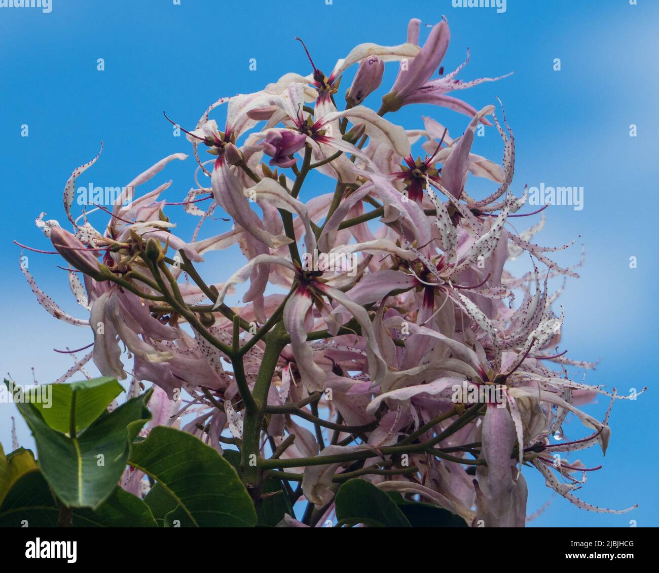 Glorious bloom, Flowers of the Cape Chestnut Tree against blue sky blooming on the sub tropical