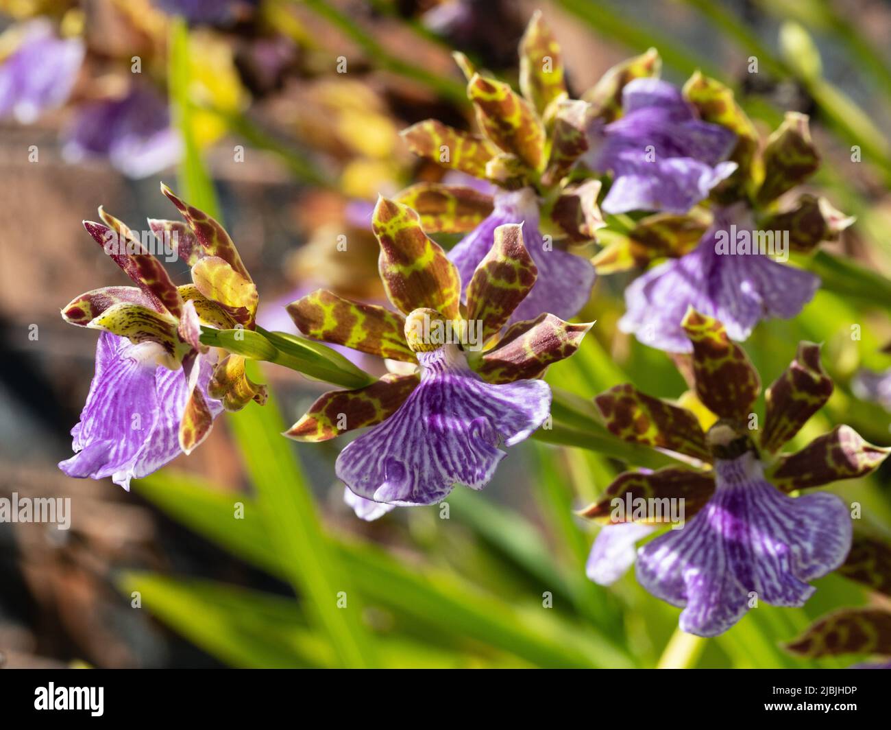 Orchid flowers, purple stripy patterned Zygopetalum Orchids blooming in an sunlit Australian Coastal Garden, blurred background Stock Photo