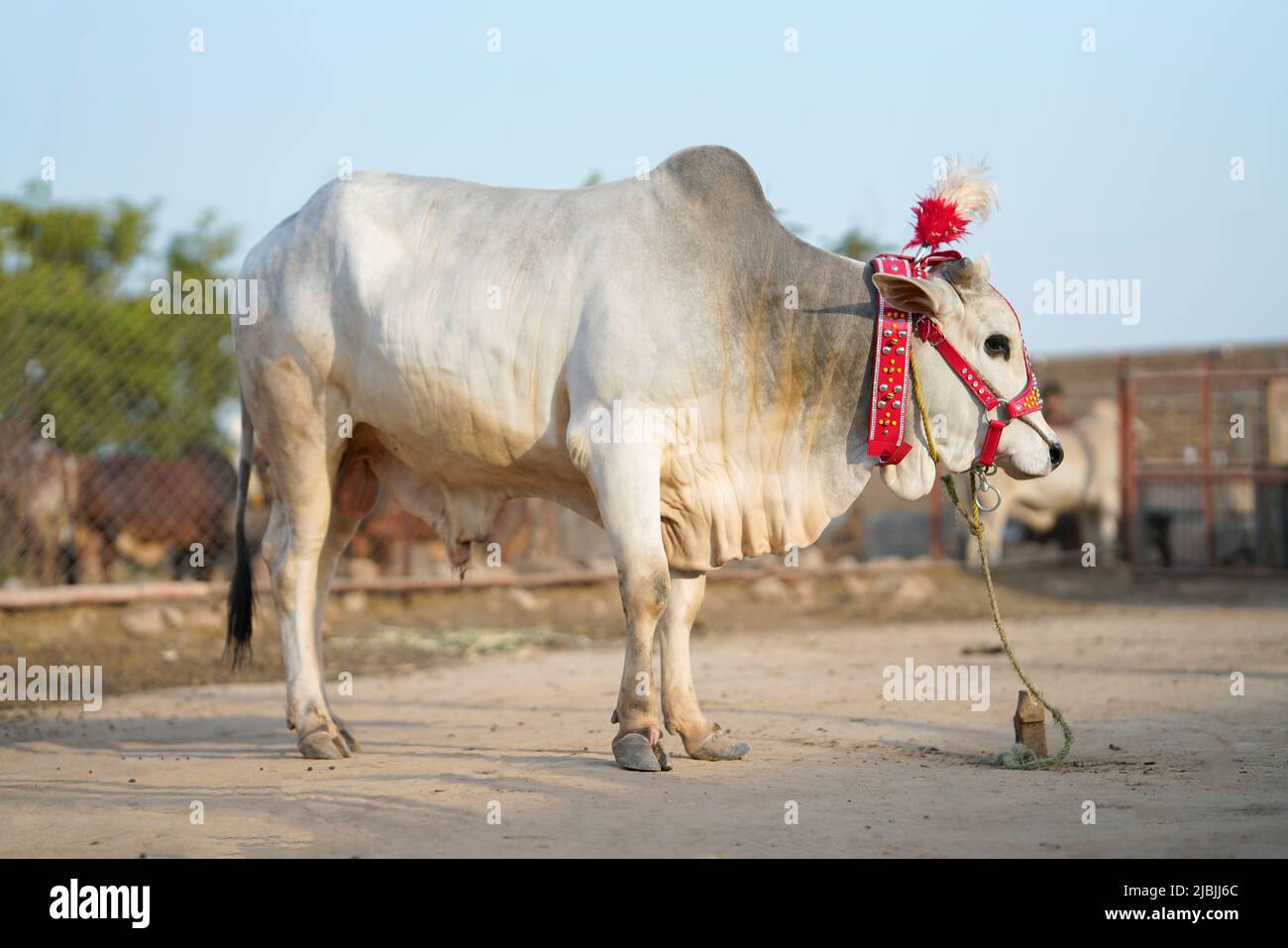 Beautiful cow is standing for sale in the market for the sacrifice feast of  Eid Stock Photo - Alamy