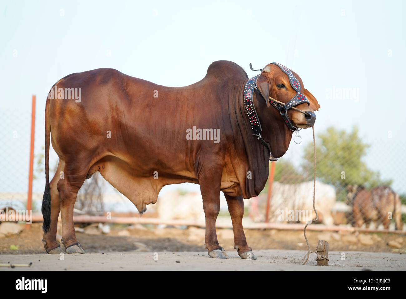 Cow qurbani hi-res stock photography and images - Alamy
