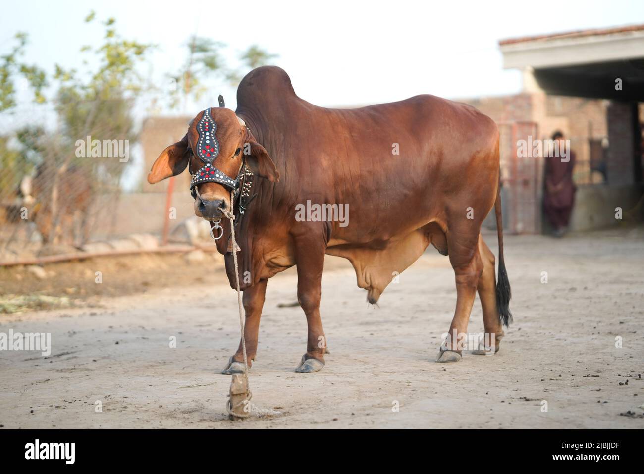 Beautiful cow is standing for sale in the market for the sacrifice feast of Eid Stock Photo - Alamy Beautiful cow is standing for sale in the market for the sacrifice feast of Eid Stock Photo - Alamy