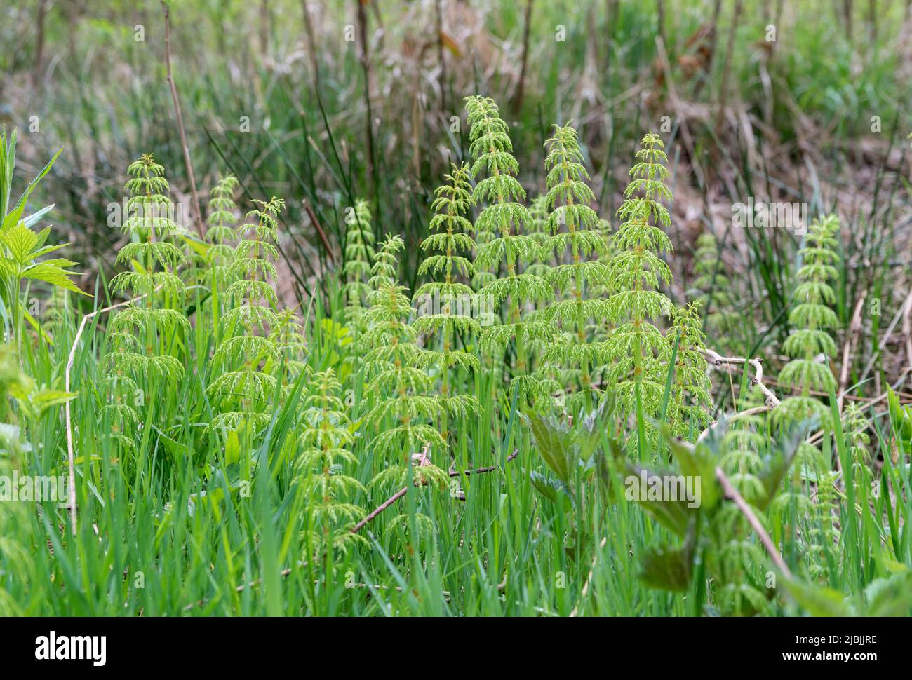 Detail shot of field horsetail in the forest Stock Photo