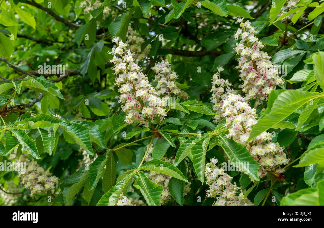 white flowers of a chestnut tree Stock Photo Alamy