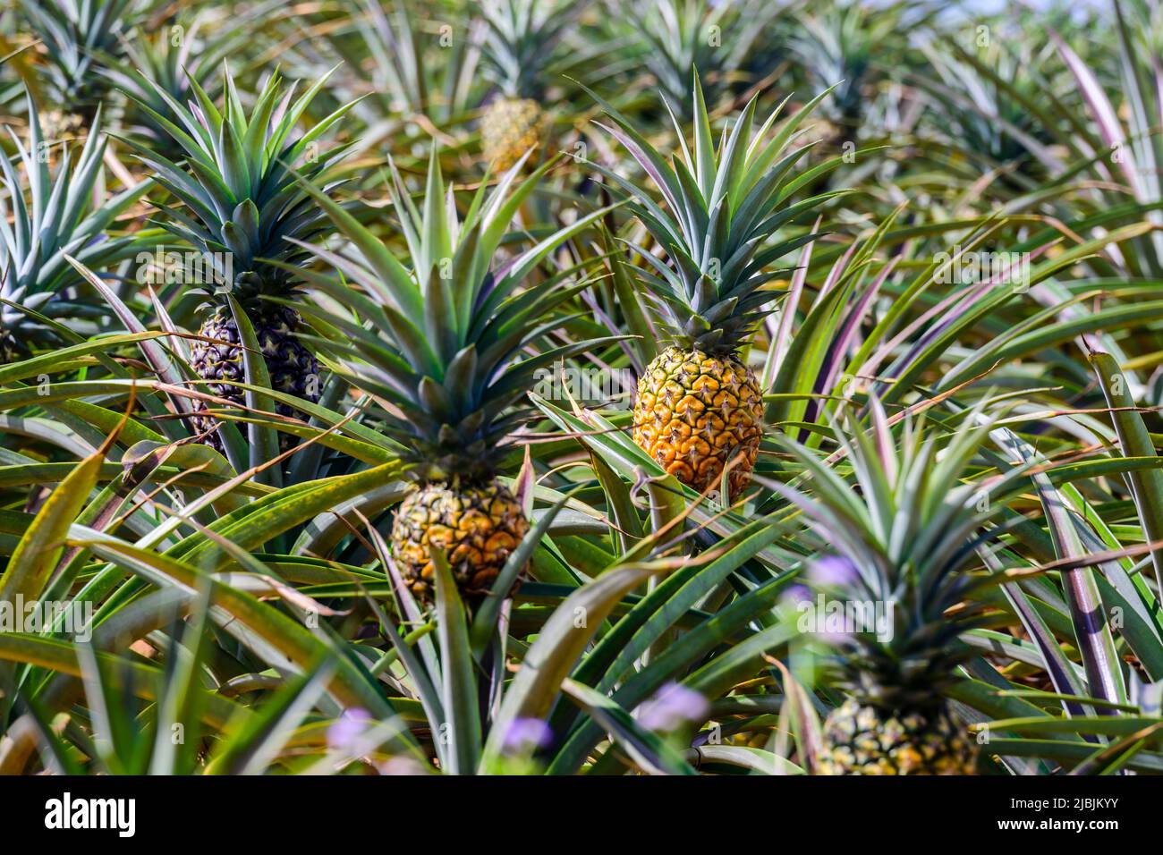 Fresh pineapples in the organic plantation farm Stock Photo Alamy