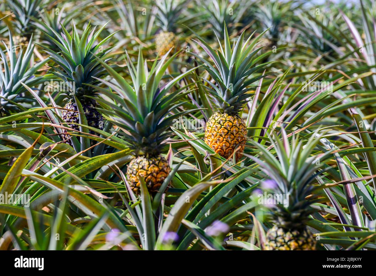 Fresh pineapples in the organic plantation pineapples farm land Stock Photo
