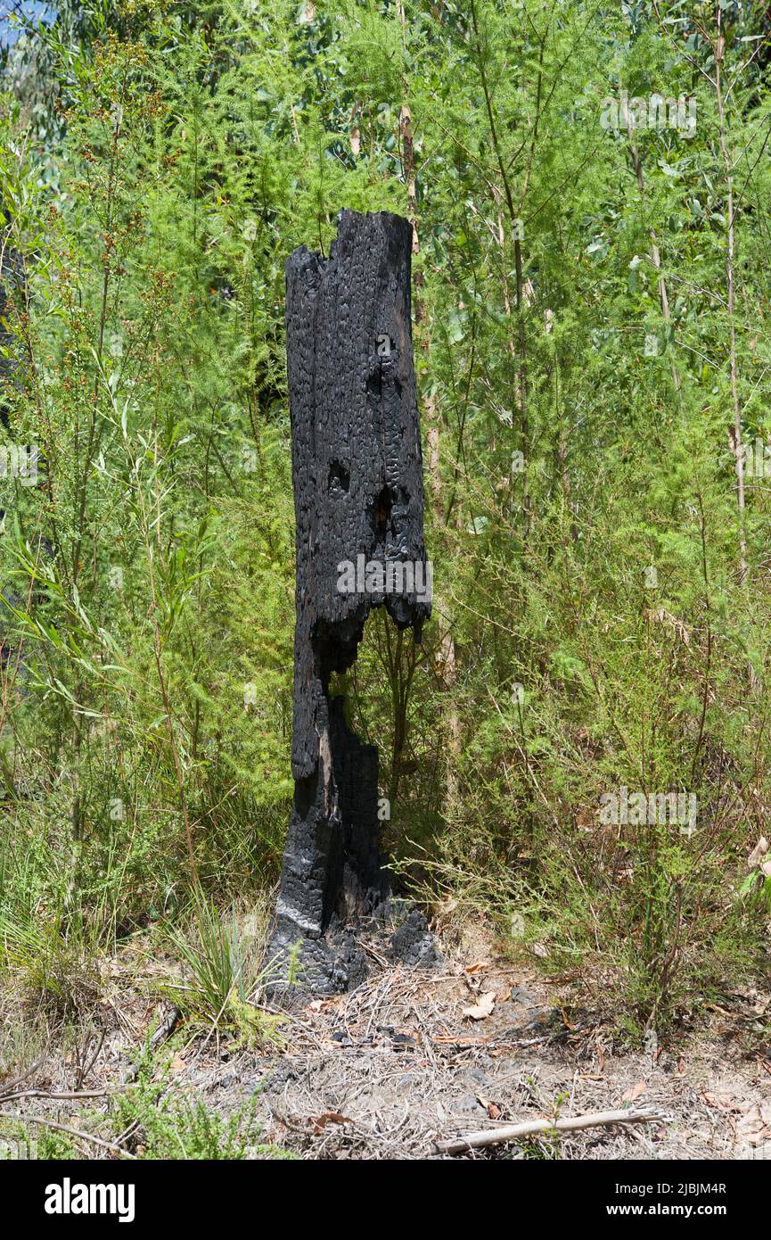 I’m sure you’ve heard of the Black Stump - I found it in Kinglake National Park in Victoria, Aus! I took this after the 2009 Black Saturday fires. Stock Photo