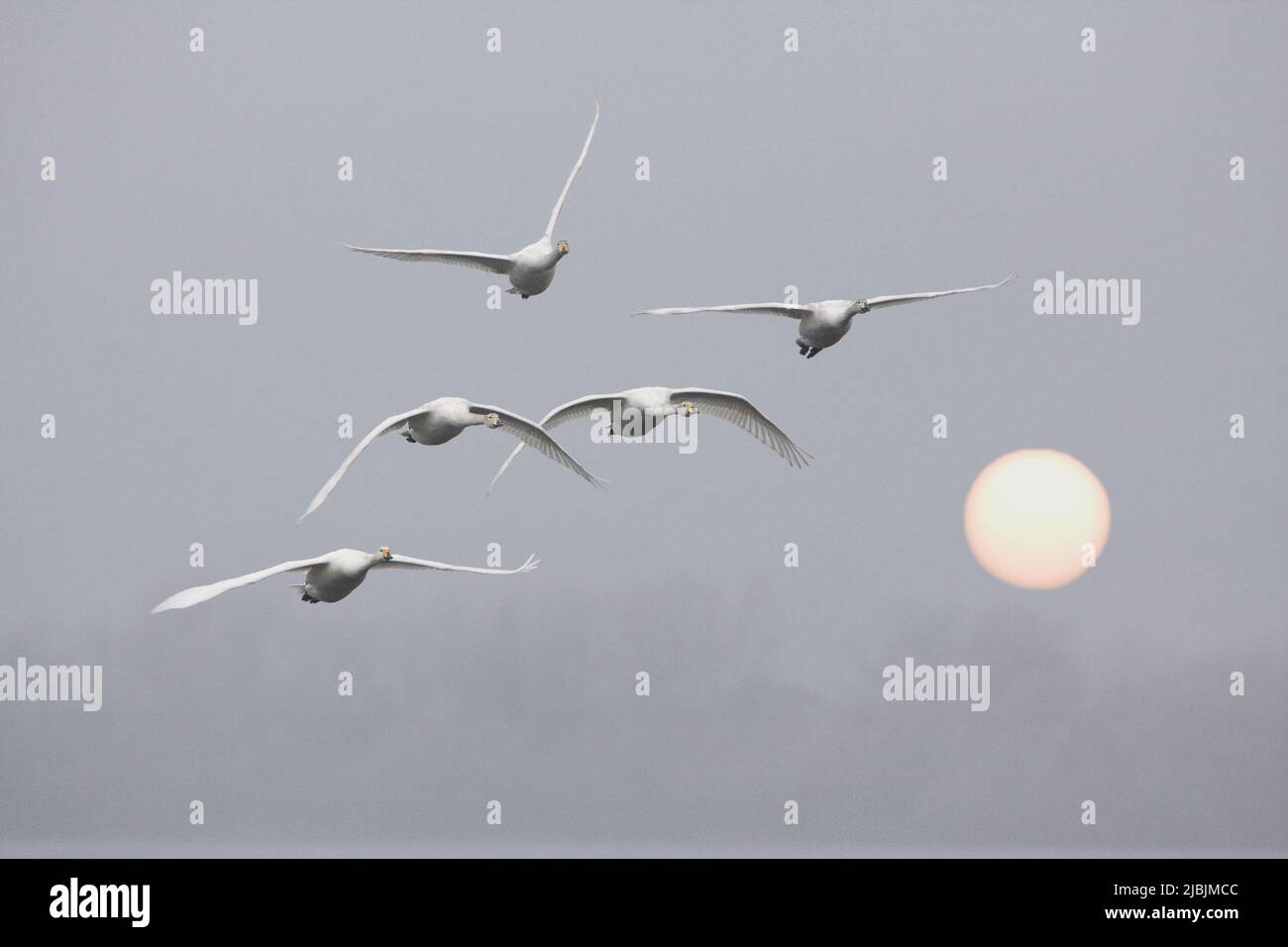 Whooper swan Cygnus cygnus, 4 immatures and 1 adult flying at misty sunrise, Welney, Cambridgeshire, England, February Stock Photo