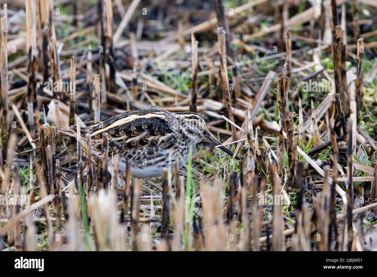 Jack snipe Lymnocryptes minimus, adult standing in cut reedbed, RSPB Minsmere Nature Reserve, Suffolk, England, March Stock Photo