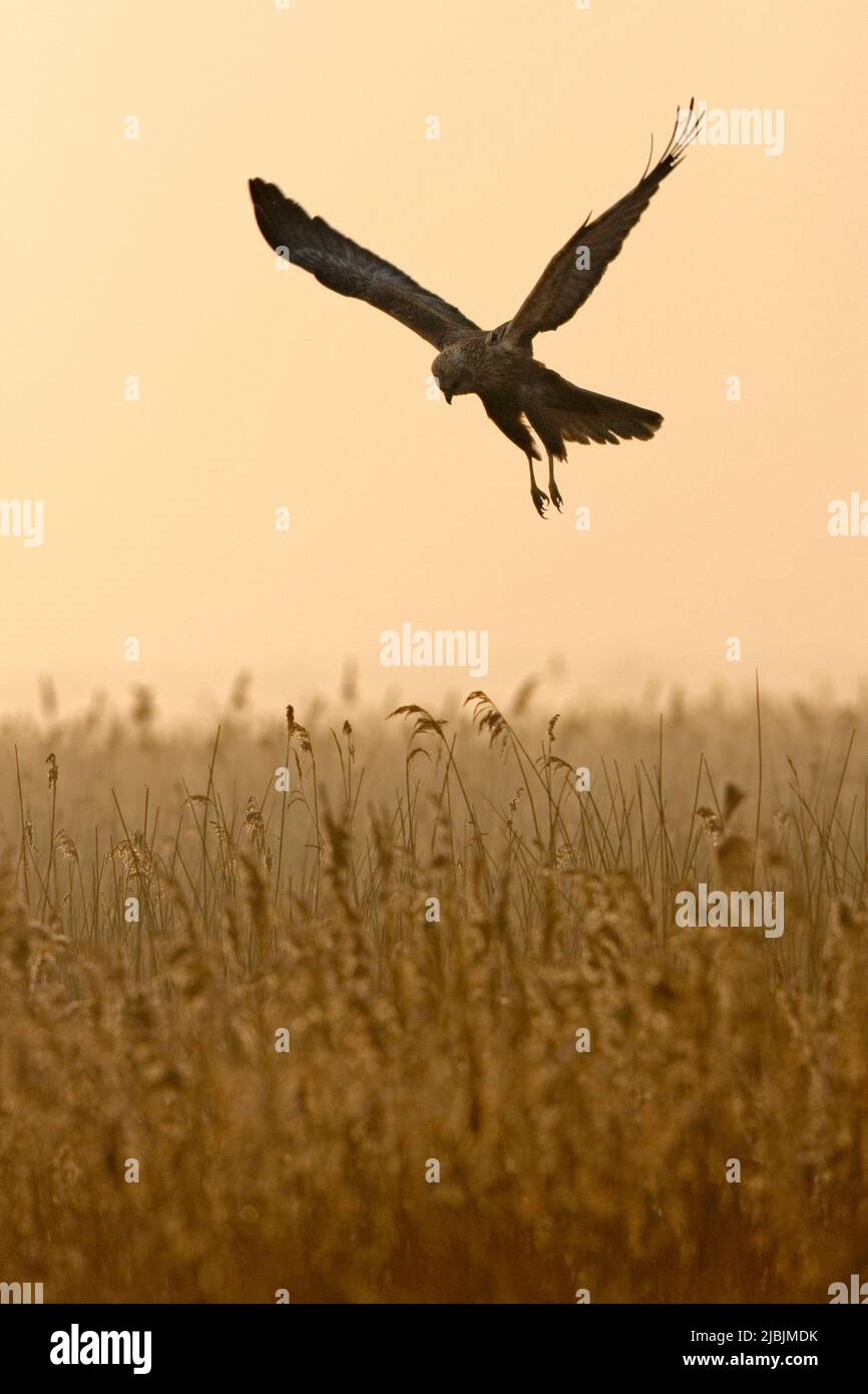 Marsh harrier Circus aeruginosus, adult male flying over reedbed at sunrise, RSPB Minsmere Nature Reserve, Suffolk, England, February Stock Photo