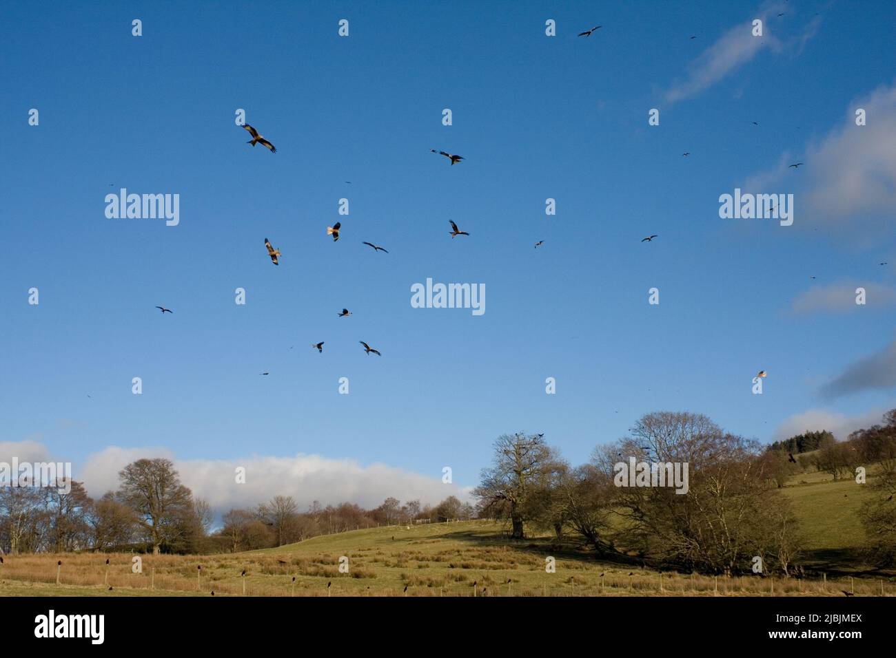 Red kite Milvus milvus, group flying over feeding station, Gigrin Farm, Powys, Wales, March Stock Photo