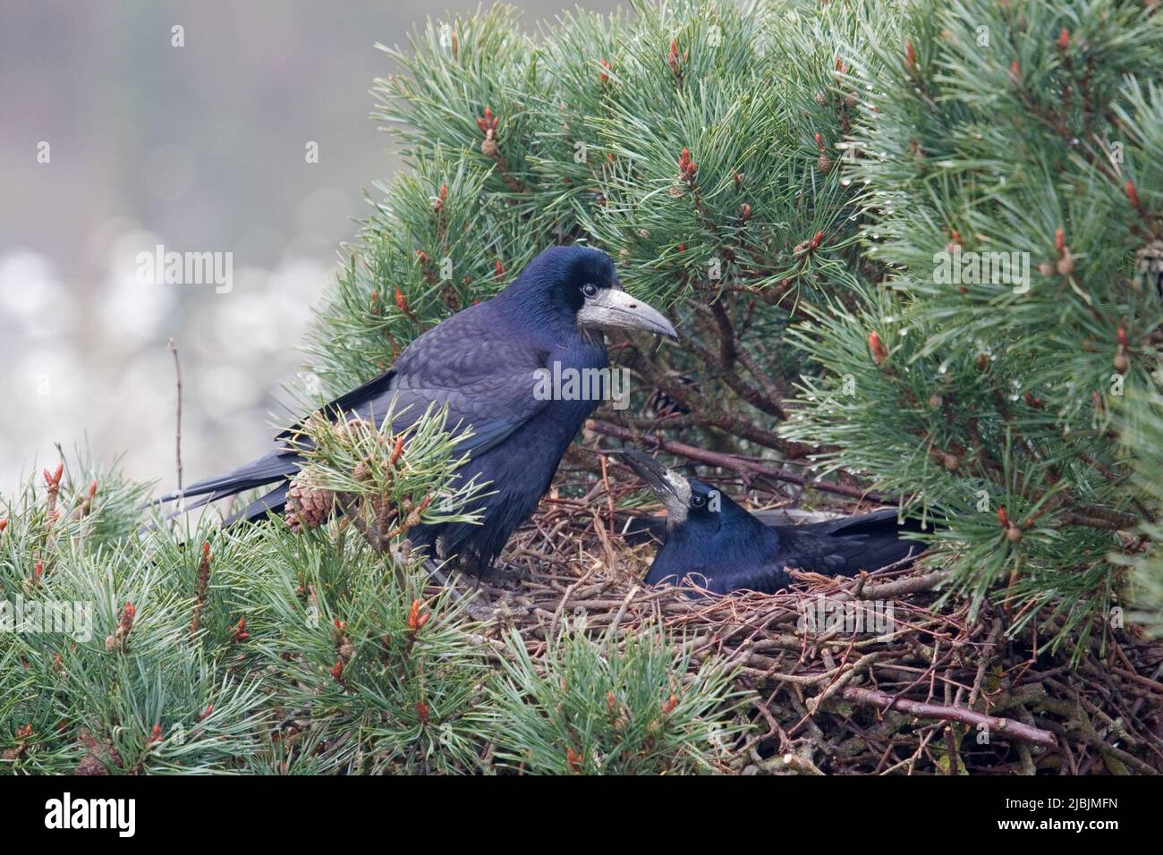 Rook Corvus frugilegus, adult pair at nest in top of pine tree, Suffolk, England, March Stock Photo