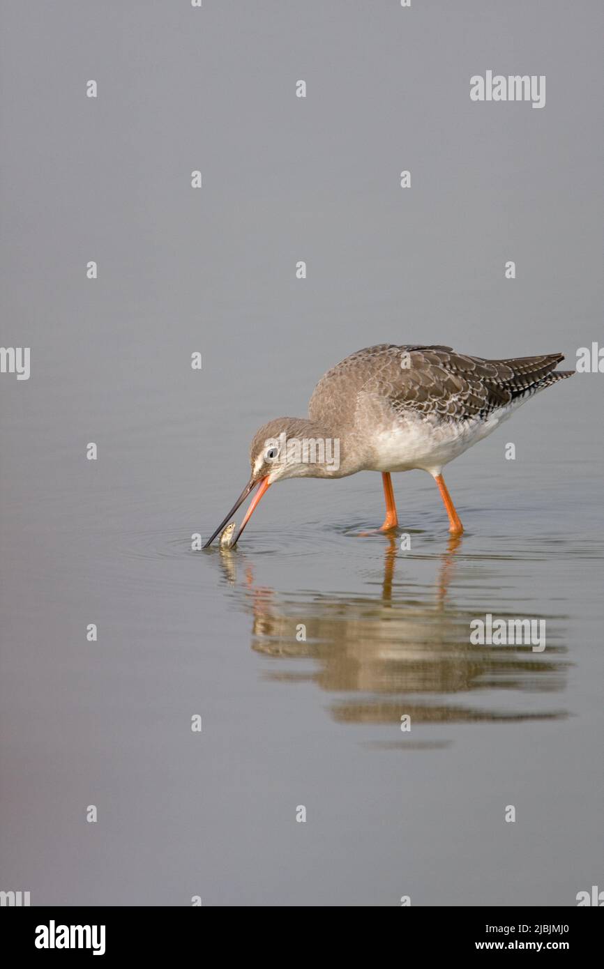 Spotted redshank Tringa erythropus, winter plumage adult with Three-spined stickleback Gasterosteus aculeatus, adult prey in beak Stock Photo
